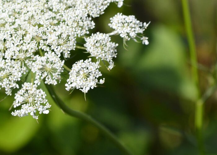 Wildflower Greeting Card featuring the photograph Queen Anne's Lace by Melanie Moraga