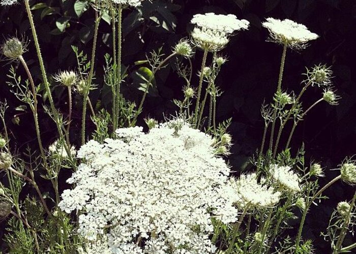 Queen Anne's Lace Greeting Card featuring the photograph Queen Anne's Lace by Michelle Calkins