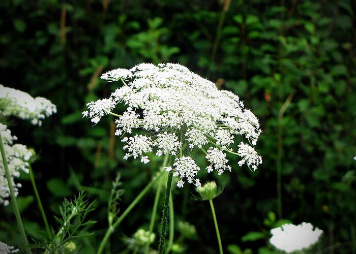 Queen Anne's Lace Greeting Card featuring the photograph Queen Anne's Lace by Ms Judi