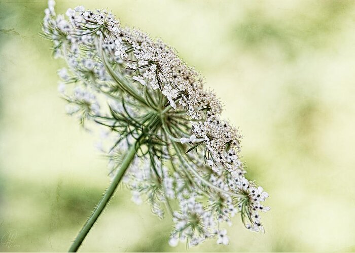 Queen Anne Greeting Card featuring the digital art Queen's Lace by Margaret Hormann Bfa