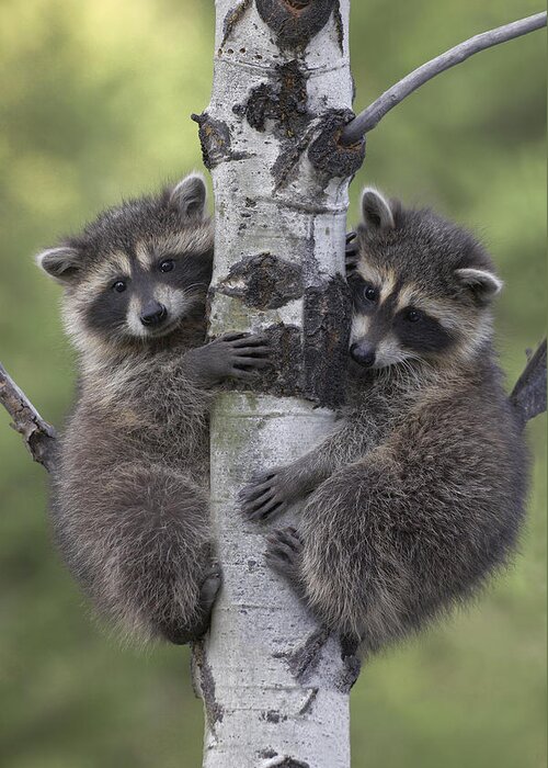 00176521 Greeting Card featuring the photograph Raccoon Two Babies Climbing Tree North by Tim Fitzharris
