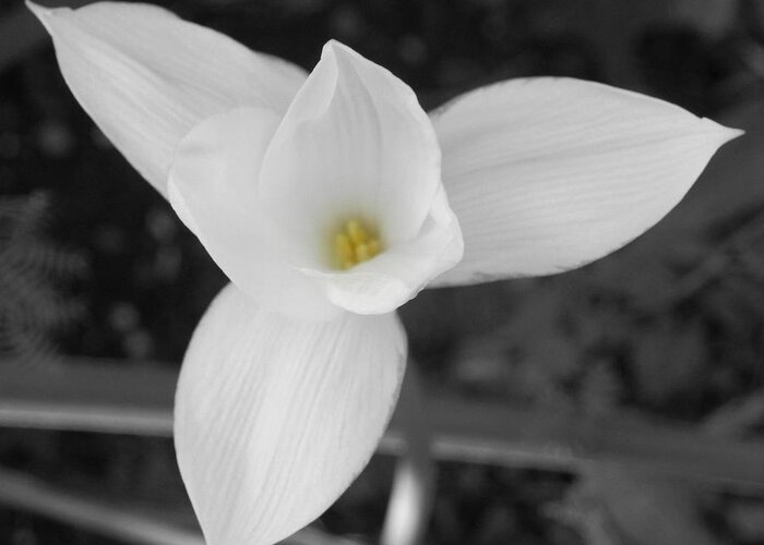 Black And White Greeting Card featuring the photograph Rain lily by Life Makes Art