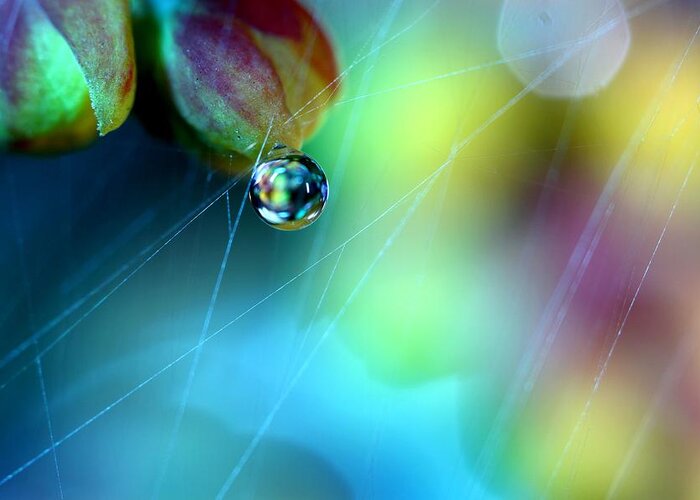 Macro Greeting Card featuring the photograph Rainbow Web by Sharon Johnstone