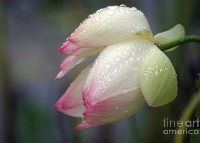 Lotus Greeting Card featuring the photograph Rained Upon by Living Color Photography Lorraine Lynch