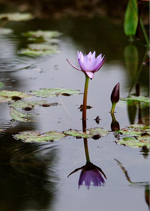Roy Williams Greeting Card featuring the photograph Rainy Day Lotus Flower Reflections V by Roy Williams