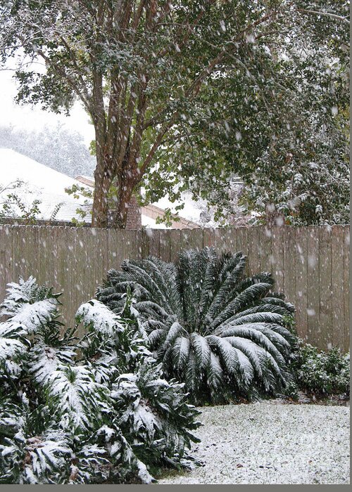 Snow Greeting Card featuring the photograph Rare Snowfall in Tropical Houston by Connie Fox