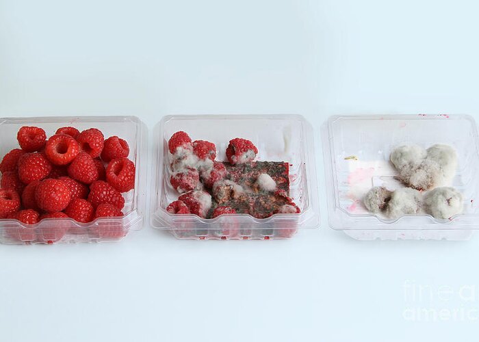 Still Life Greeting Card featuring the photograph Raspberries Growing Mold by Photo Researchers, Inc.