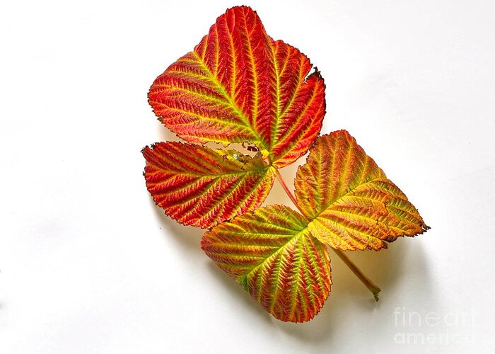 Photography Greeting Card featuring the photograph Raspberry Leaves in Autumn by Sean Griffin
