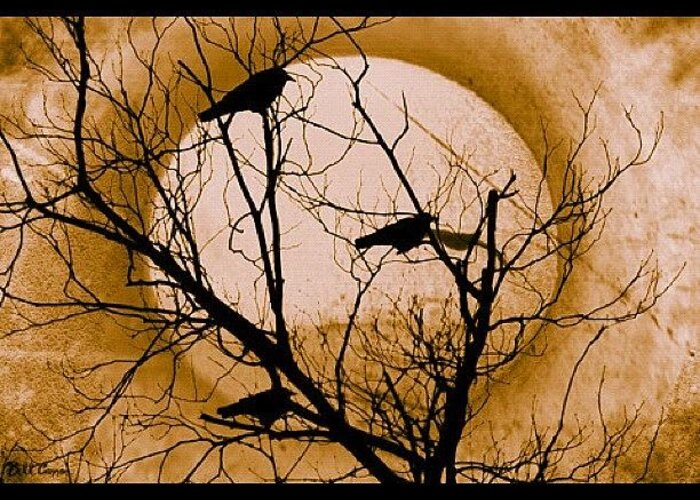  Greeting Card featuring the photograph Ravens Roost by Bill Cannon