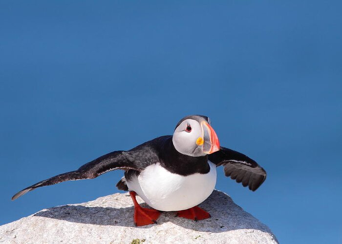 Puffin Greeting Card featuring the photograph Ready For Takeoff by Bruce J Robinson