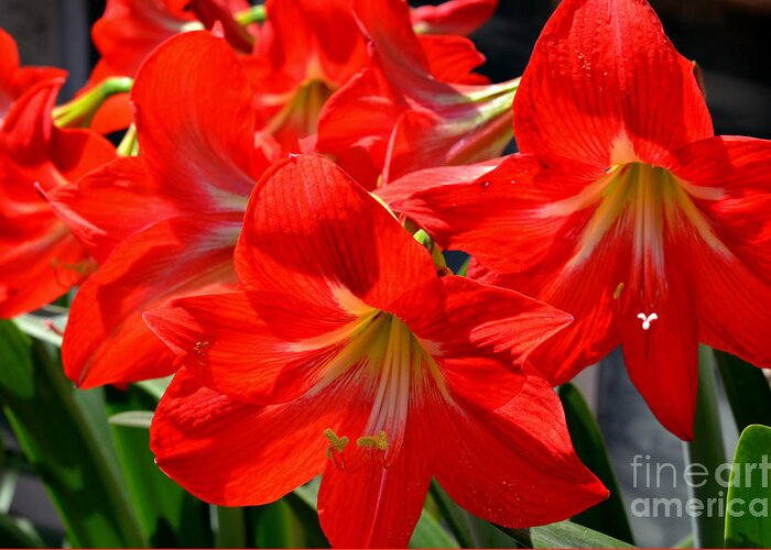 Flowers Greeting Card featuring the digital art Red Amaryllis Flowers by Pravine Chester