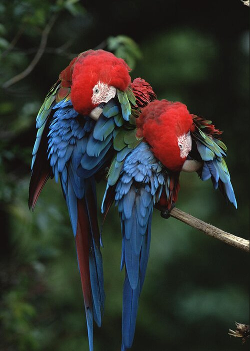Mp Greeting Card featuring the photograph Red And Green Macaw Ara Chloroptera by Konrad Wothe