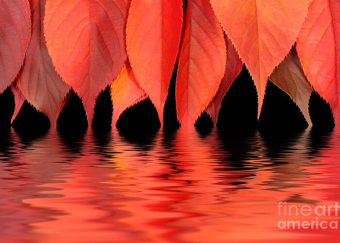 Flames Greeting Card featuring the photograph Red autumn leaves in water by Simon Bratt