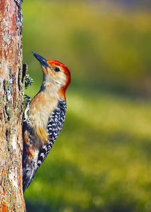 Red-bellied Woodpecker Greeting Card featuring the photograph Red-Bellied Tree Pecker by Bill and Linda Tiepelman