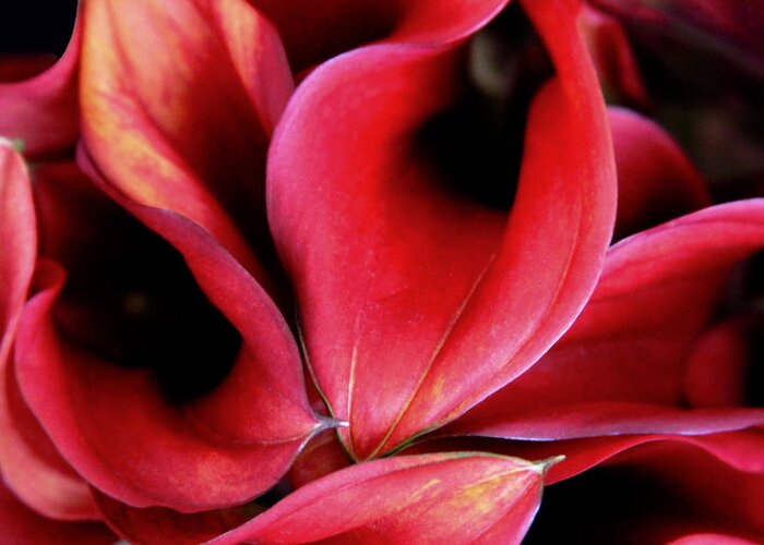 Flowers Greeting Card featuring the photograph Red Calla Lilies by Tony Grider