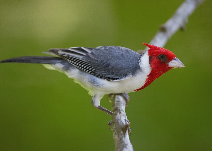 Mp Greeting Card featuring the photograph Red-crested Cardinal Paroaria Coronata by Pete Oxford