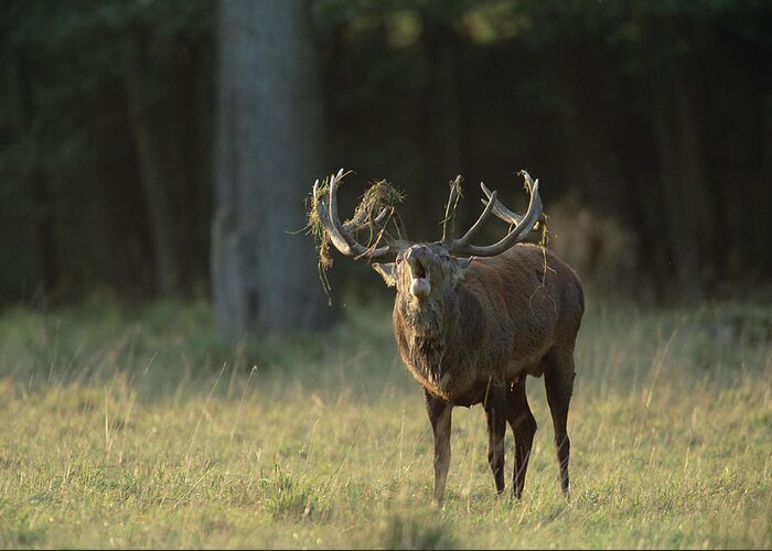 Mp Greeting Card featuring the photograph Red Deer Cervus Elaphus Male Calling by Konrad Wothe