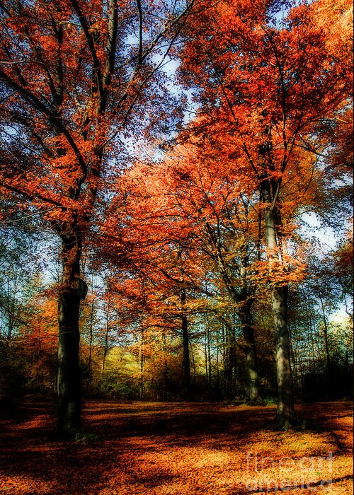 Autumn Greeting Card featuring the photograph Red Fall by Hannes Cmarits