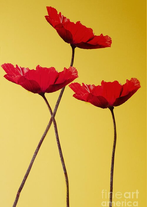 War Greeting Card featuring the photograph Red-Flowered Corn Poppies by Mary Jane Armstrong