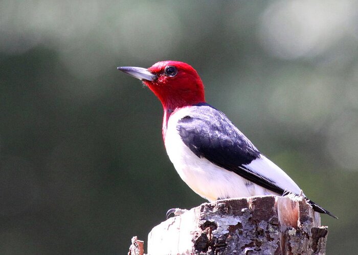Red-headed Woodpecker Greeting Card featuring the photograph Red-headed Woodpecker - Statue by Travis Truelove