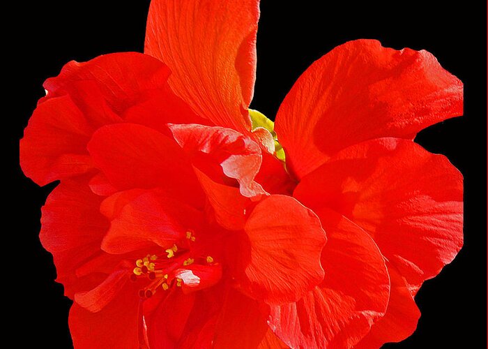 Flower Greeting Card featuring the photograph Red Hibiscus by Cindy Manero
