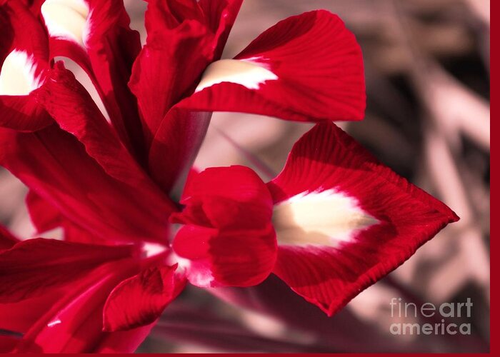 Flowers Greeting Card featuring the photograph Red Iris by Amalia Suruceanu