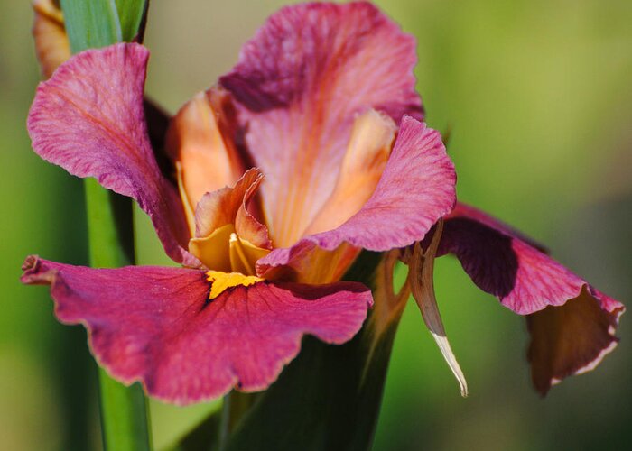 Beautiful Greeting Card featuring the photograph Red Iris by Jai Johnson