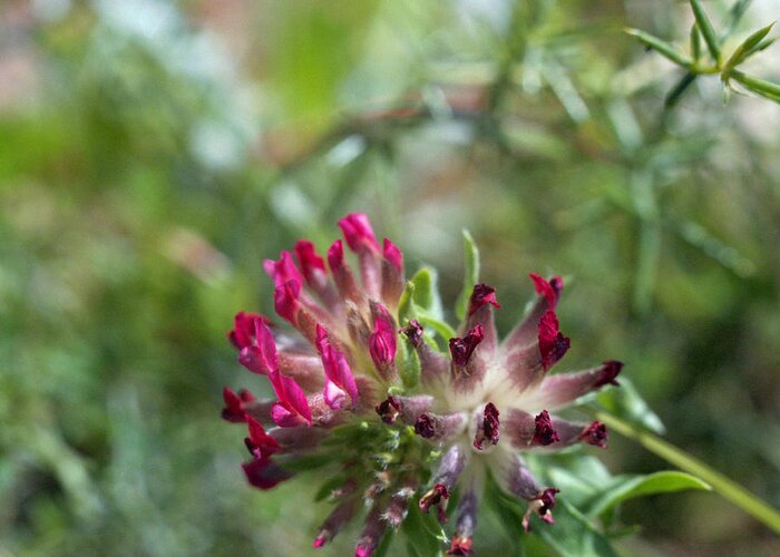 Vetch Greeting Card featuring the photograph Red kidney vetch or Anthyllis vulneraria by Paul Cowan