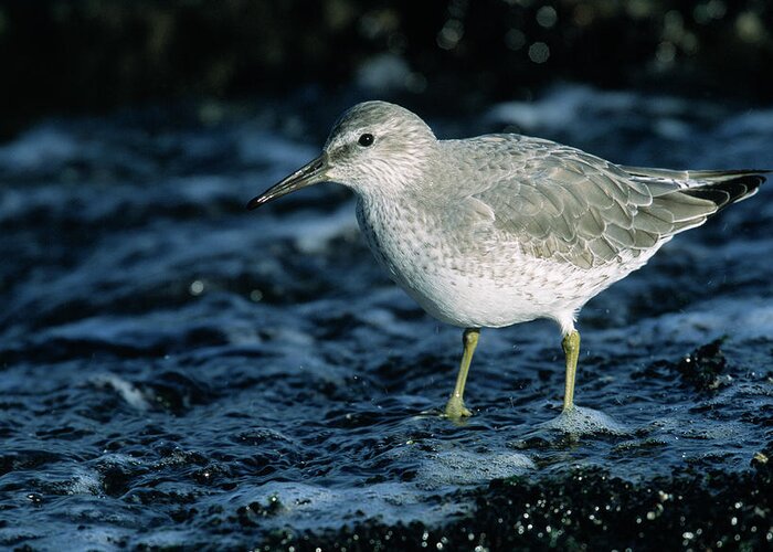 Fn Greeting Card featuring the photograph Red Knot Calidris Canutus In Winter by Hans Schouten