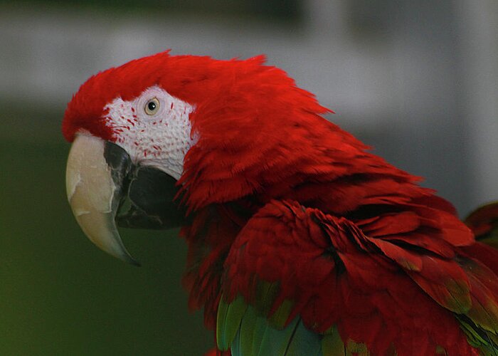 Hovind Greeting Card featuring the photograph Red Macaw by Scott Hovind