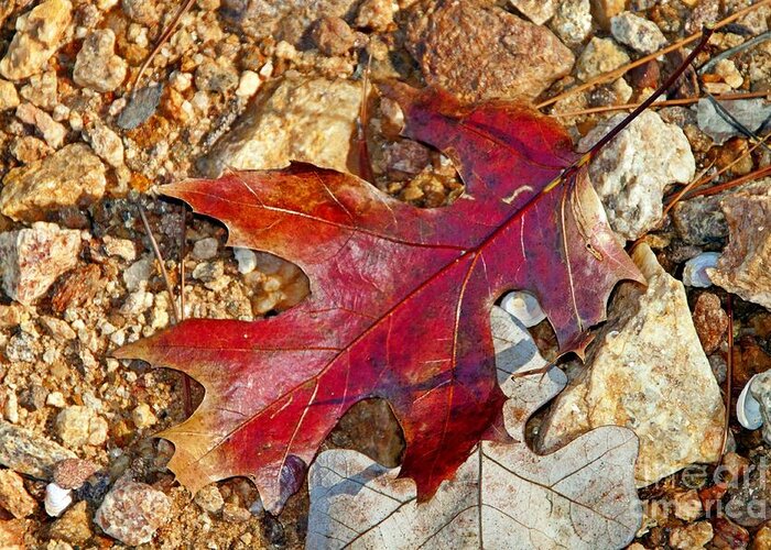 Red Leaf Greeting Card featuring the photograph Red by Southern Photo