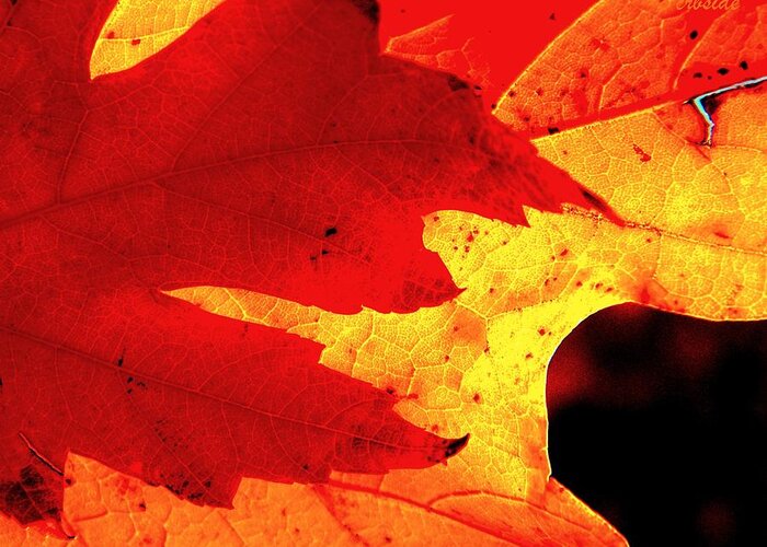 Leaves Greeting Card featuring the photograph Red On Gold by Chris Berry