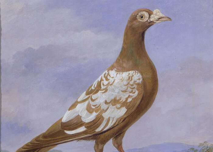 Xyc158088 Greeting Card featuring the photograph Red Pied Carrier Pigeon by D the younger Wolstenholme
