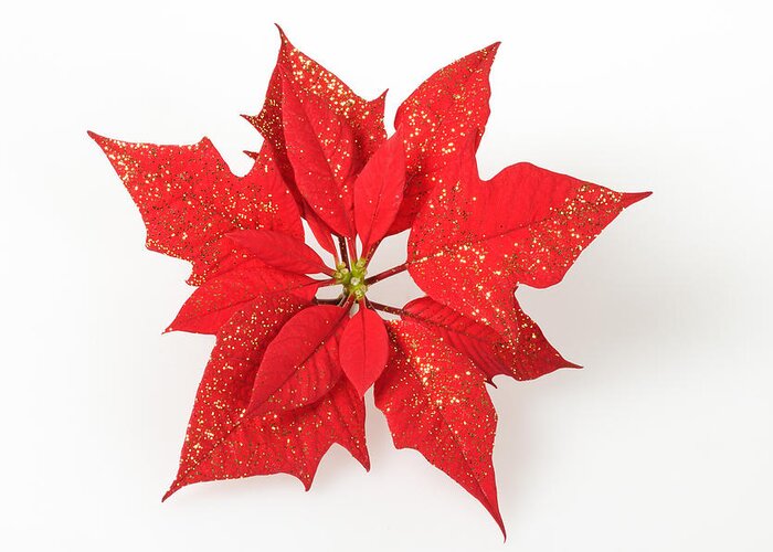 Christmas Greeting Card featuring the photograph Red poinsettia flower by Matthias Hauser