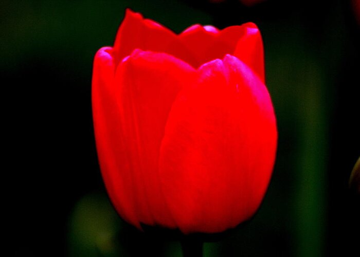 Beautiful Greeting Card featuring the photograph Red Red Tulip by Kay Novy