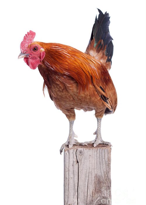Animal Greeting Card featuring the photograph Red Rooster on Fence Post Isolated White by Cindy Singleton