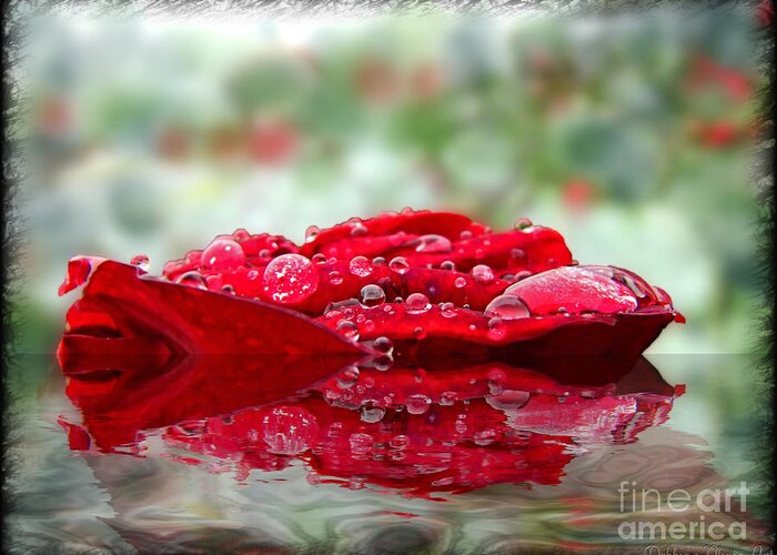 Plants Greeting Card featuring the digital art Red Rose Reflections by Debbie Portwood