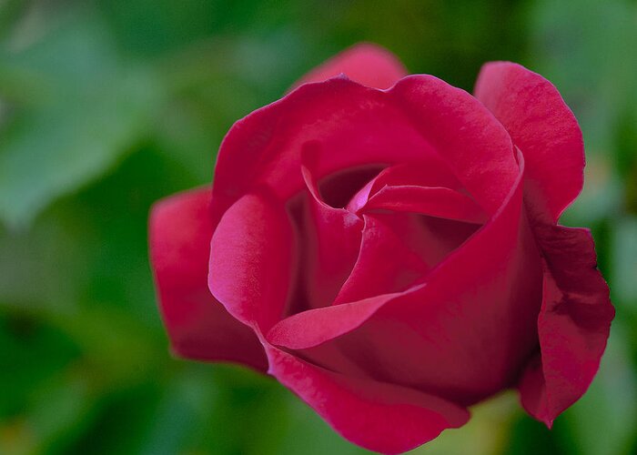 Red Greeting Card featuring the photograph Red Rose by Rick Hartigan