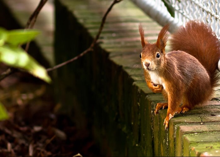 Squirrel Greeting Card featuring the photograph Red Squirrel by Justin Albrecht