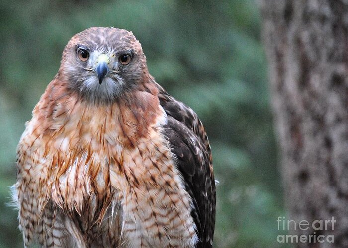 Redtail Greeting Card featuring the photograph Red tail hawk close up by Frank Larkin