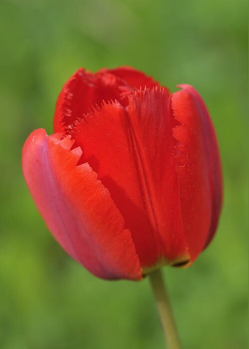 Tulip Greeting Card featuring the photograph Red Tulip green background by Matthias Hauser