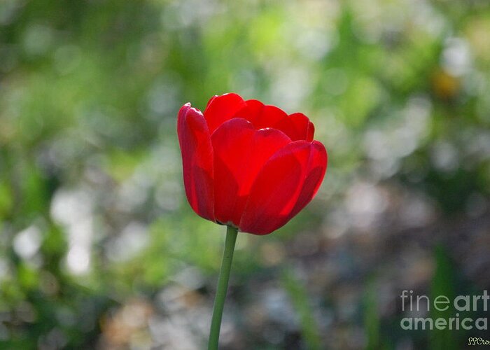 Red Tulip Greeting Card featuring the photograph Only but a Single Tulip by Susan Stevens Crosby