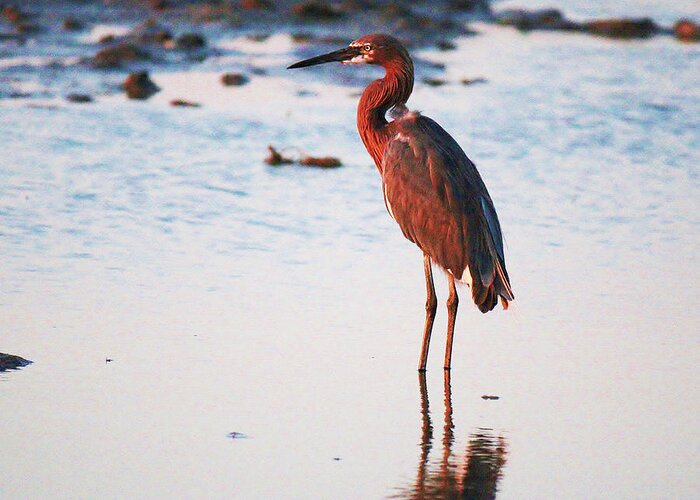 Roena King Greeting Card featuring the photograph Reddish Egret Basking in the Sunset by Roena King
