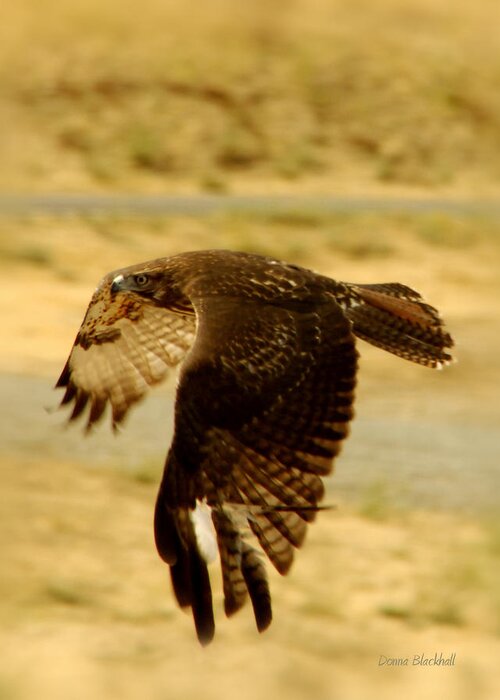 Redtail Hawk Greeting Card featuring the photograph Redtail Flight by Donna Blackhall