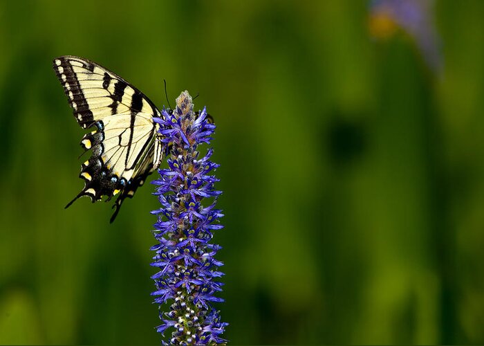 Swallowtail Greeting Card featuring the photograph Remembering Summer by Edward Kreis