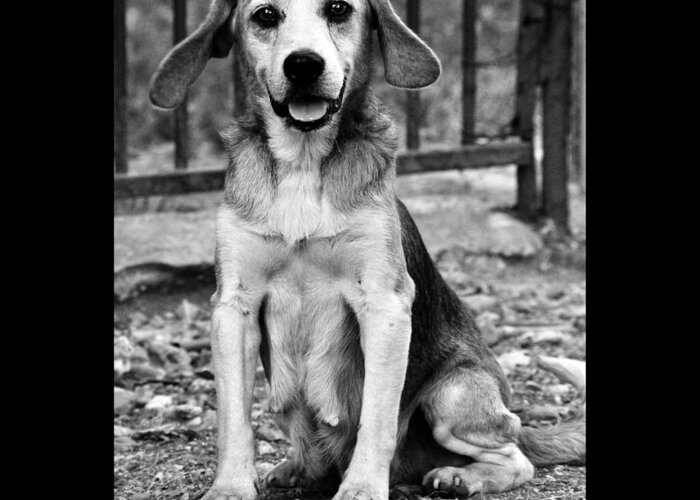 Beagle Greeting Card featuring the photograph Rescued 10 by Laura Melis
