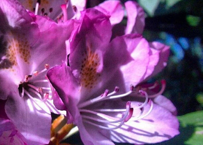 Plant Greeting Card featuring the photograph Rhododendron...fully Open! #flower by Carla From Central Va Usa