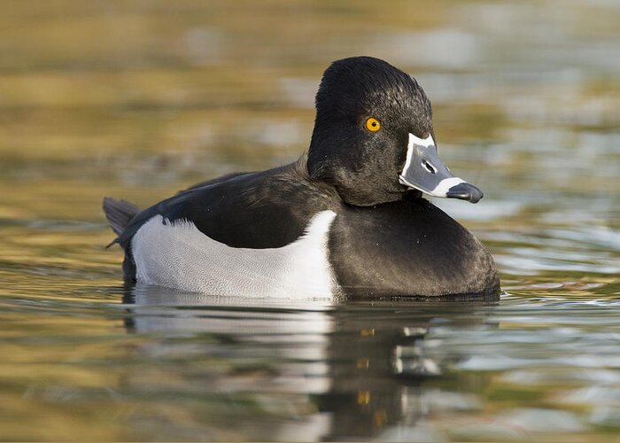 00439362 Greeting Card featuring the photograph Ring Necked Duck Drake In Breeding by Sebastian Kennerknecht