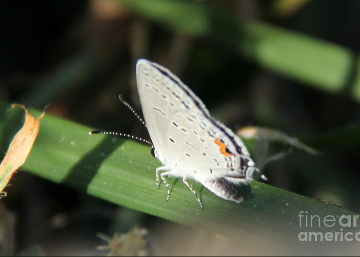 Rita Blue Butterfly Greeting Card featuring the photograph Rita Blue Butterfly by Yumi Johnson