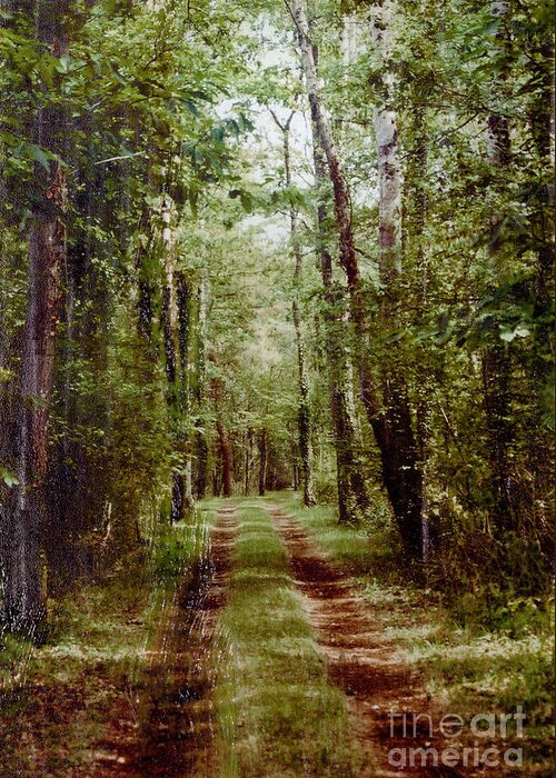 Forest Greeting Card featuring the photograph Road to Anywhere by Bob Senesac